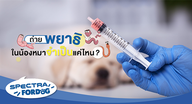 ถ่ายพยาธิในน้องหมา จำเป็นแค่ไหน?